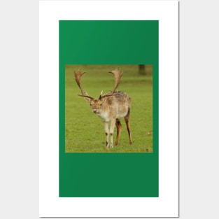 fallow deer stag Posters and Art